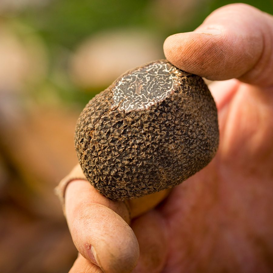 Close-up of a hand holding a black truffle.